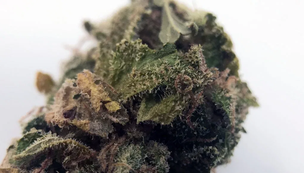 Tahoe OG