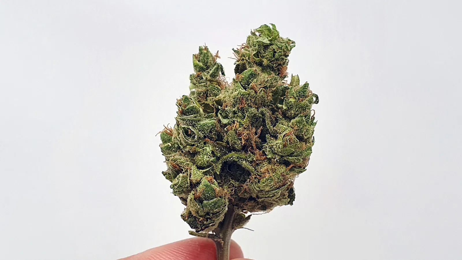 UGORG #1 cannabis flower from the original UK review archive.