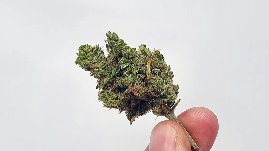 UGORG #1 cannabis flower from the original UK review archive.