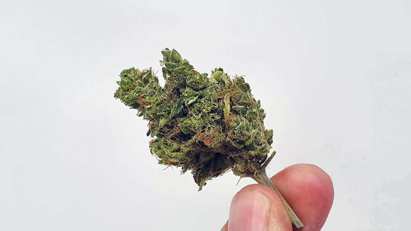 UGORG #1 cannabis flower from the original UK review archive.
