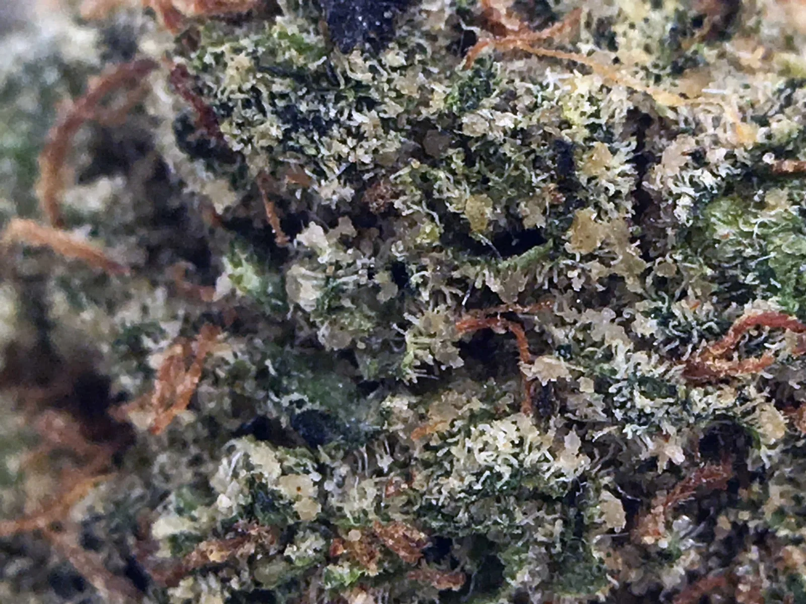 Wedding Cake cannabis flower from the original UK review archive.