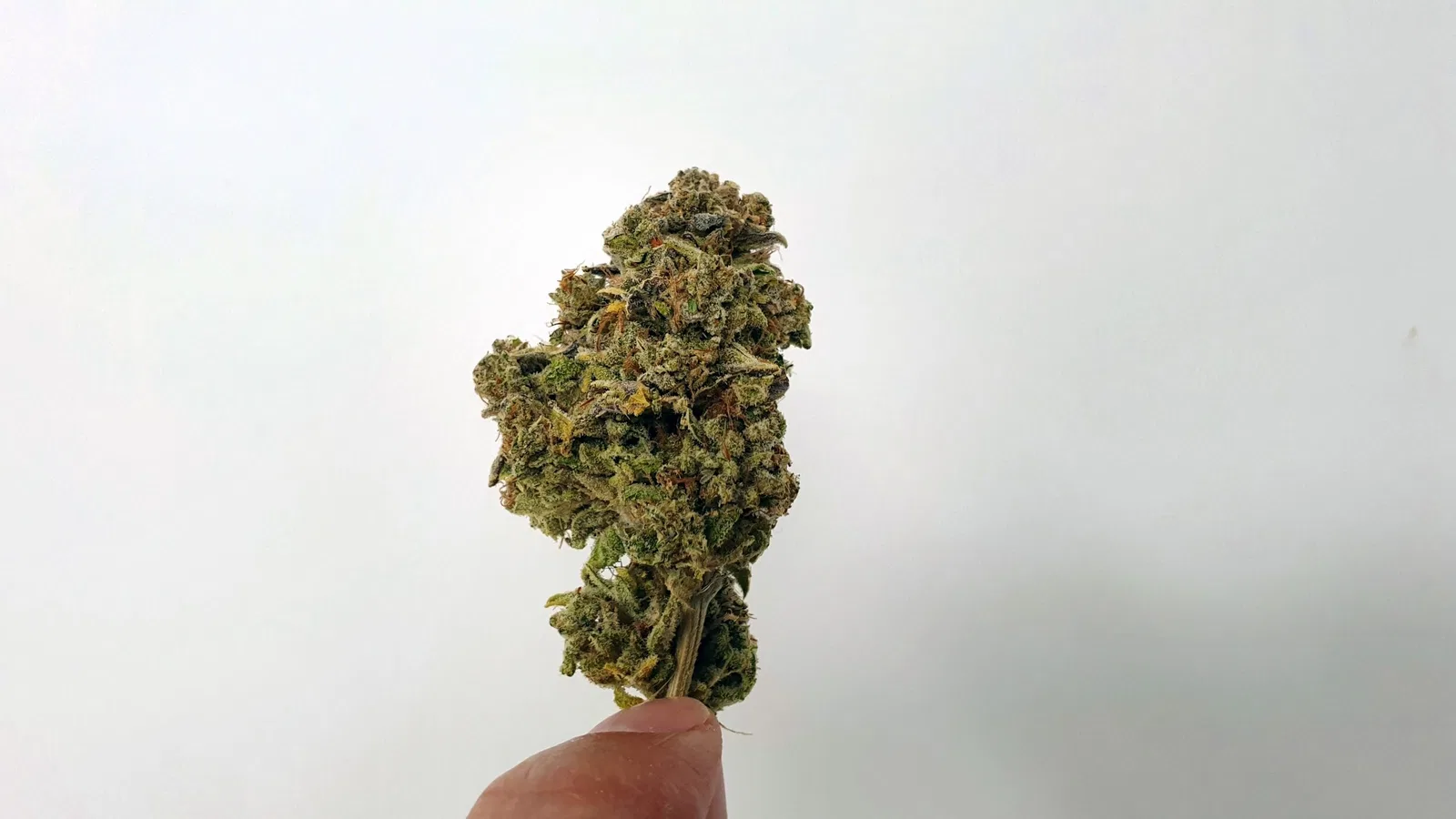 Yeti OG cannabis flower from the original UK review archive.
