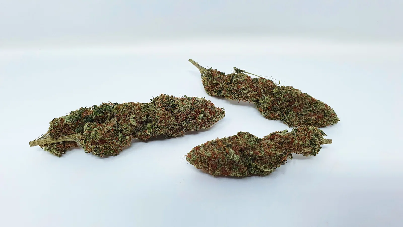 Yuzu Kush cannabis flower, shown as a similar-cultivar reference for Mango Kush; not Mango Kush