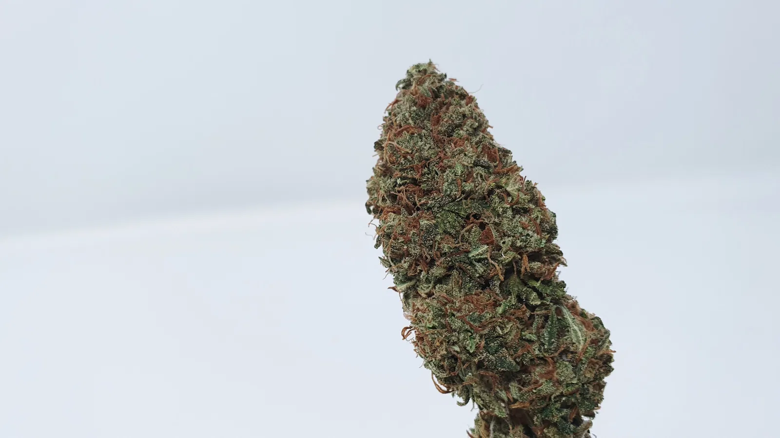 Yuzu Kush cannabis flower from the original UK review archive.