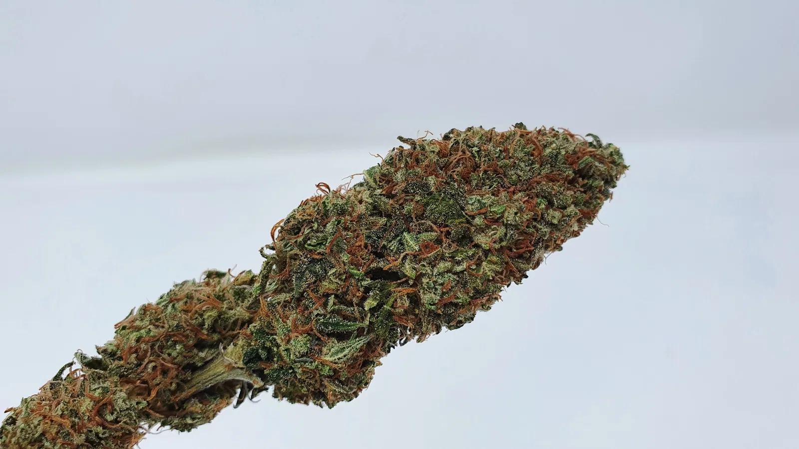 Yuzu Kush cannabis flower from the original UK review archive.