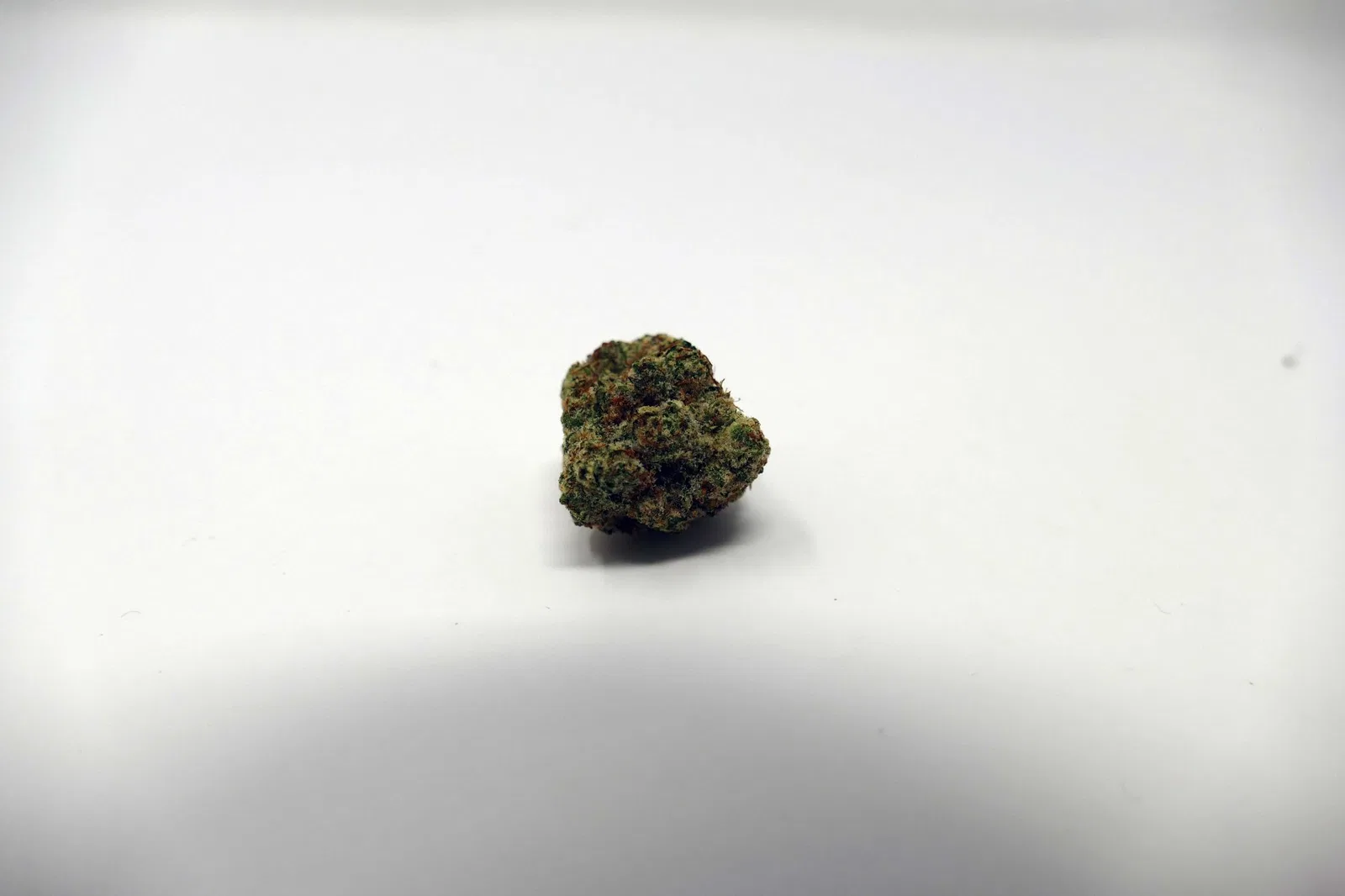 Zookies cannabis flower, shown as a similar-cultivar reference for Apple Fritter; not Apple Fritter
